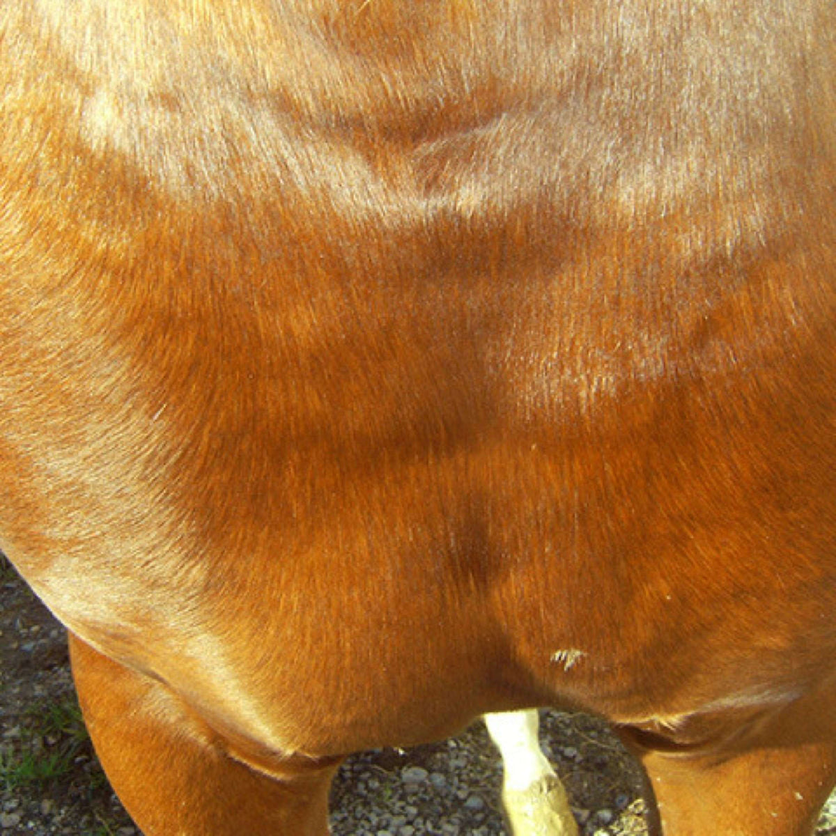 Animaderm Crema Idratante Cutene