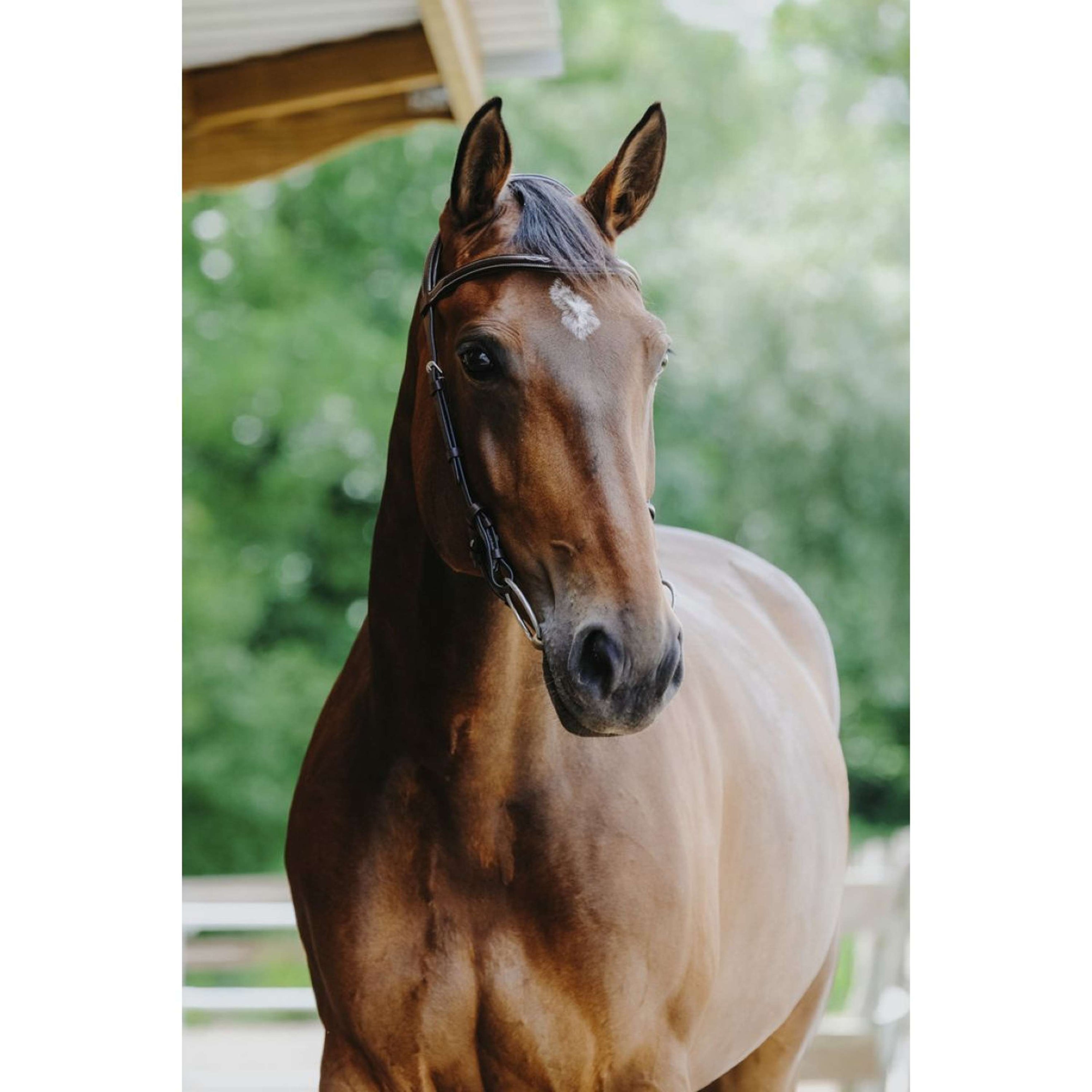 Norton Briglia Freedom L'Avana