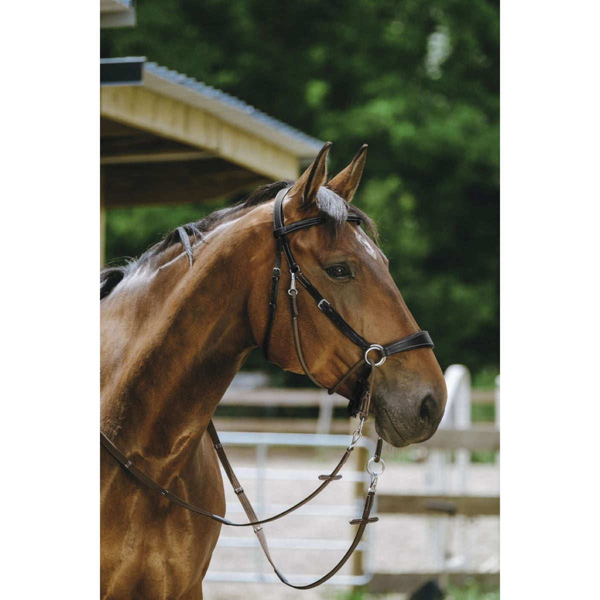 Norton Briglia senza Morso Nero