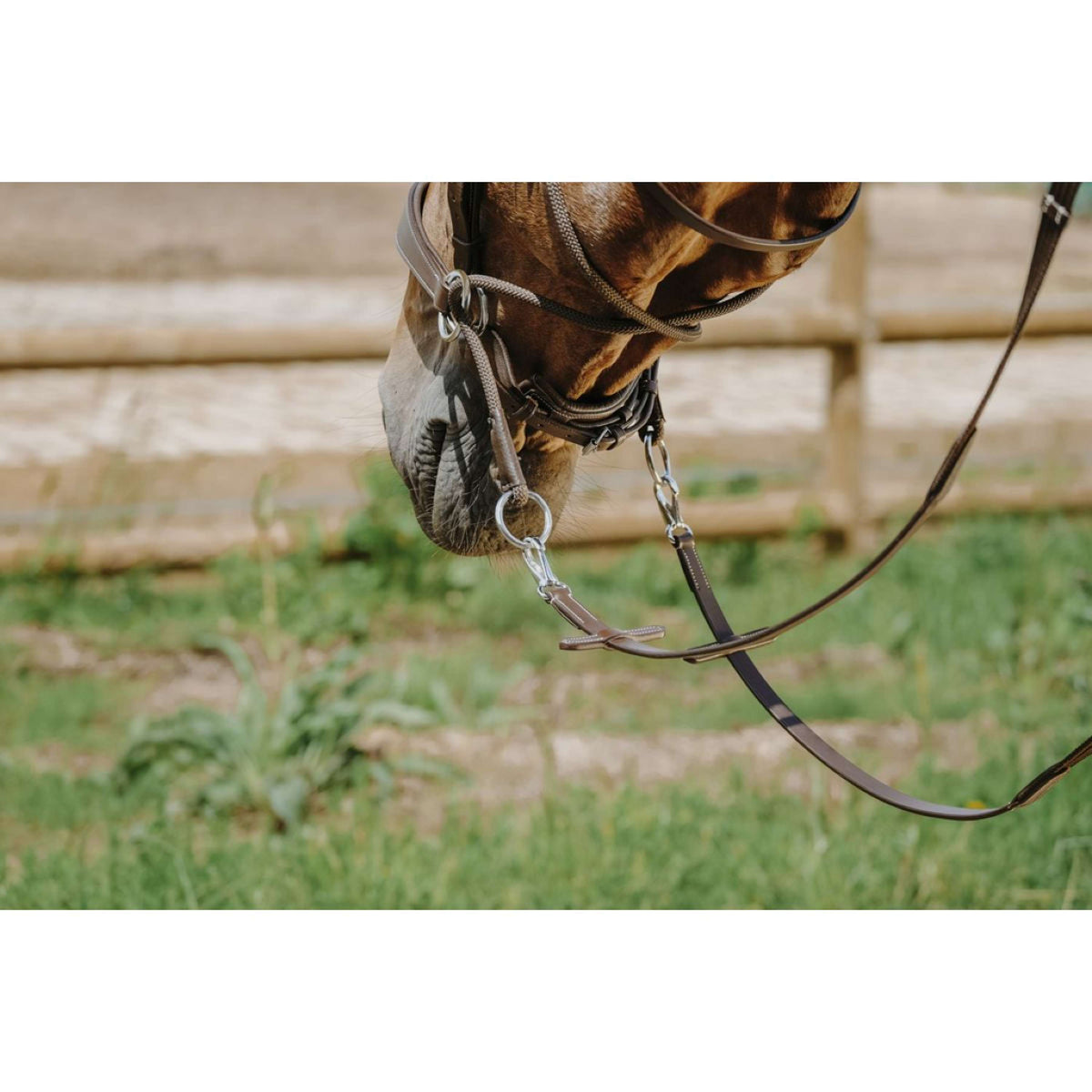 Norton Briglia senza Morso L'Avana