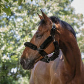 Norton Capezzina Nero