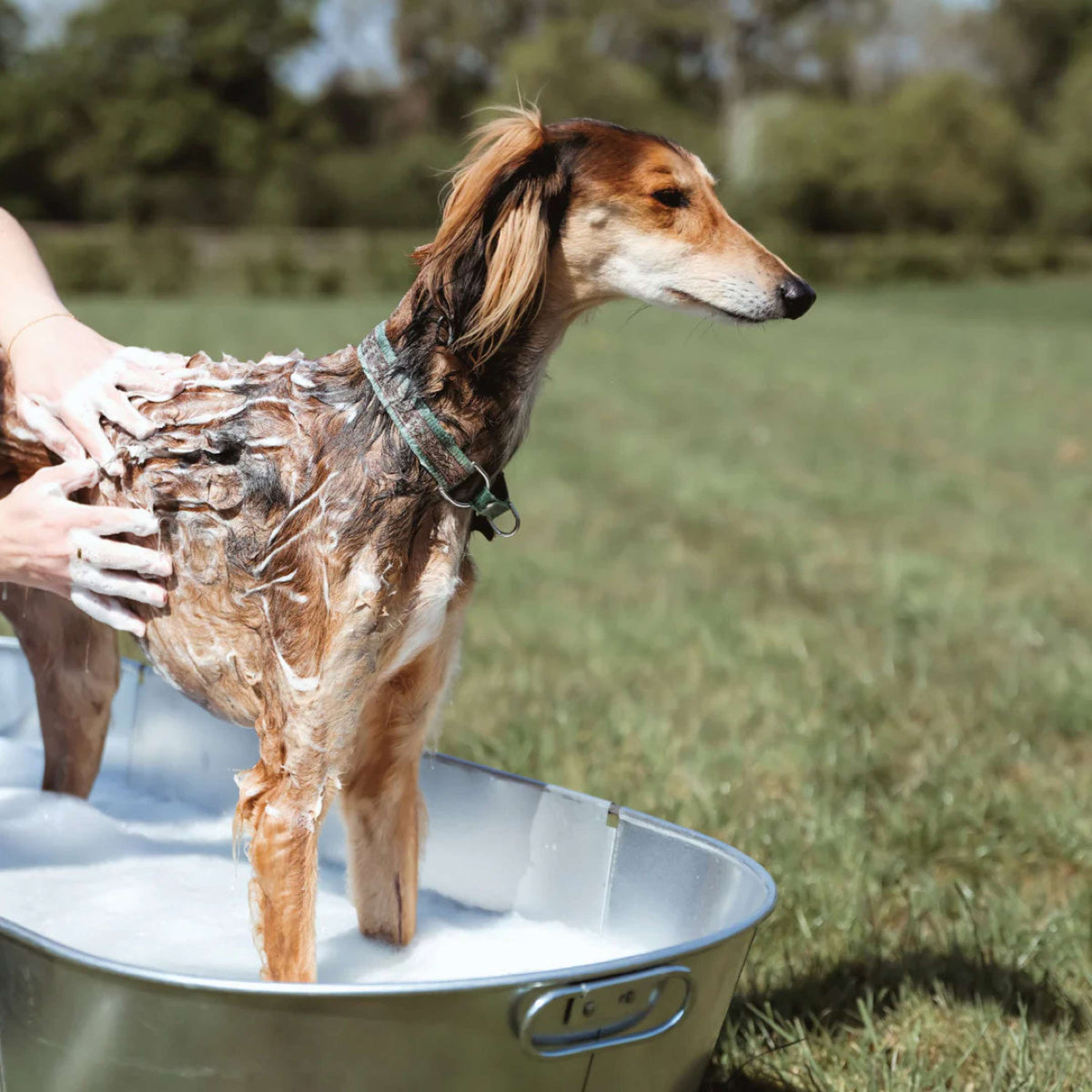Equine America Shampoo Oat-So-Soothing Naturale