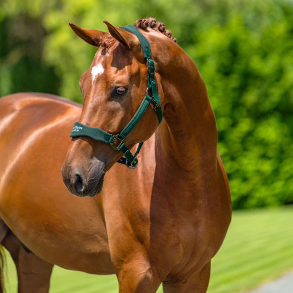Equestrian Stockholm Cavezza Anatomic Fleece Sycamore Green