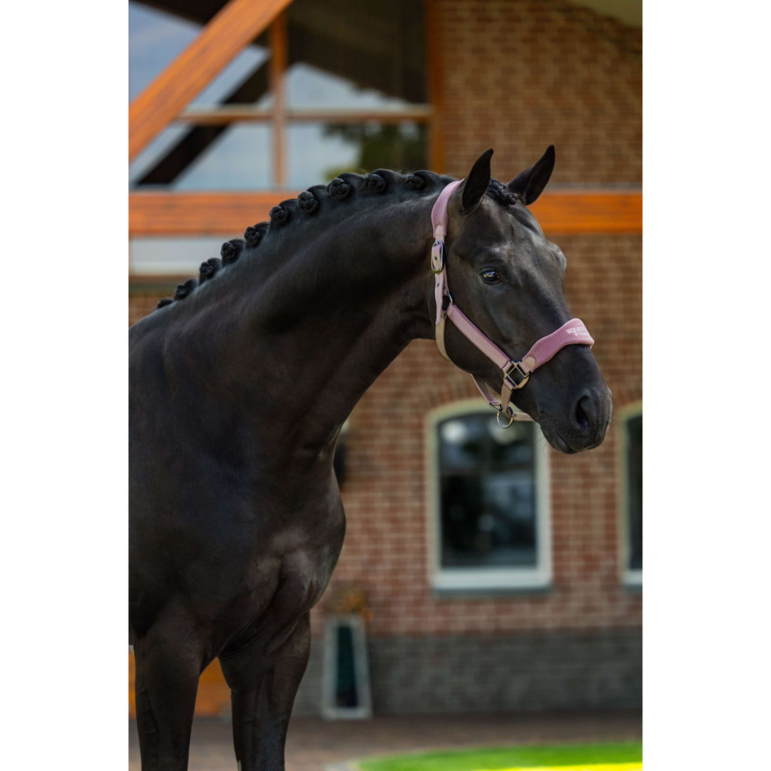 Equestrian Stockholm Cavezza Anatomic Fleece Blush