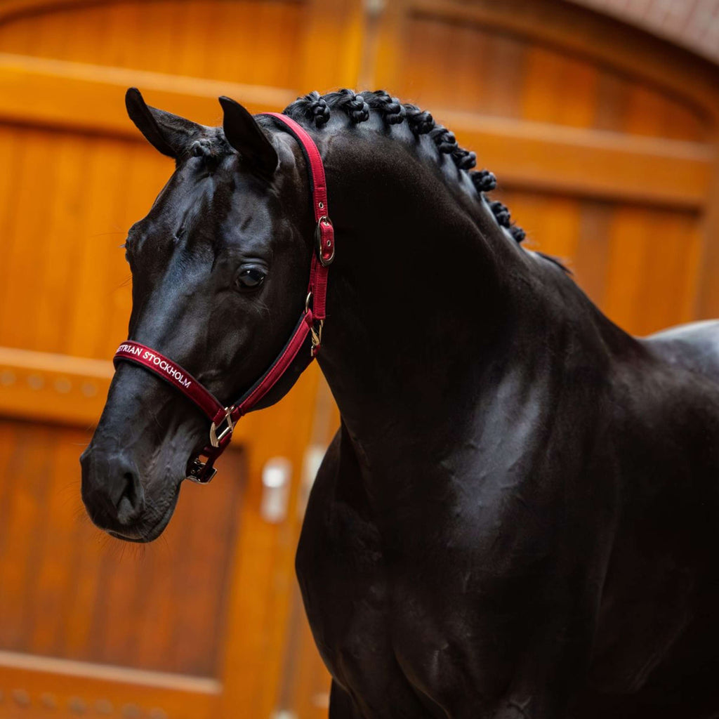Equestrian Stockholm Cavezza Line Bordeaux