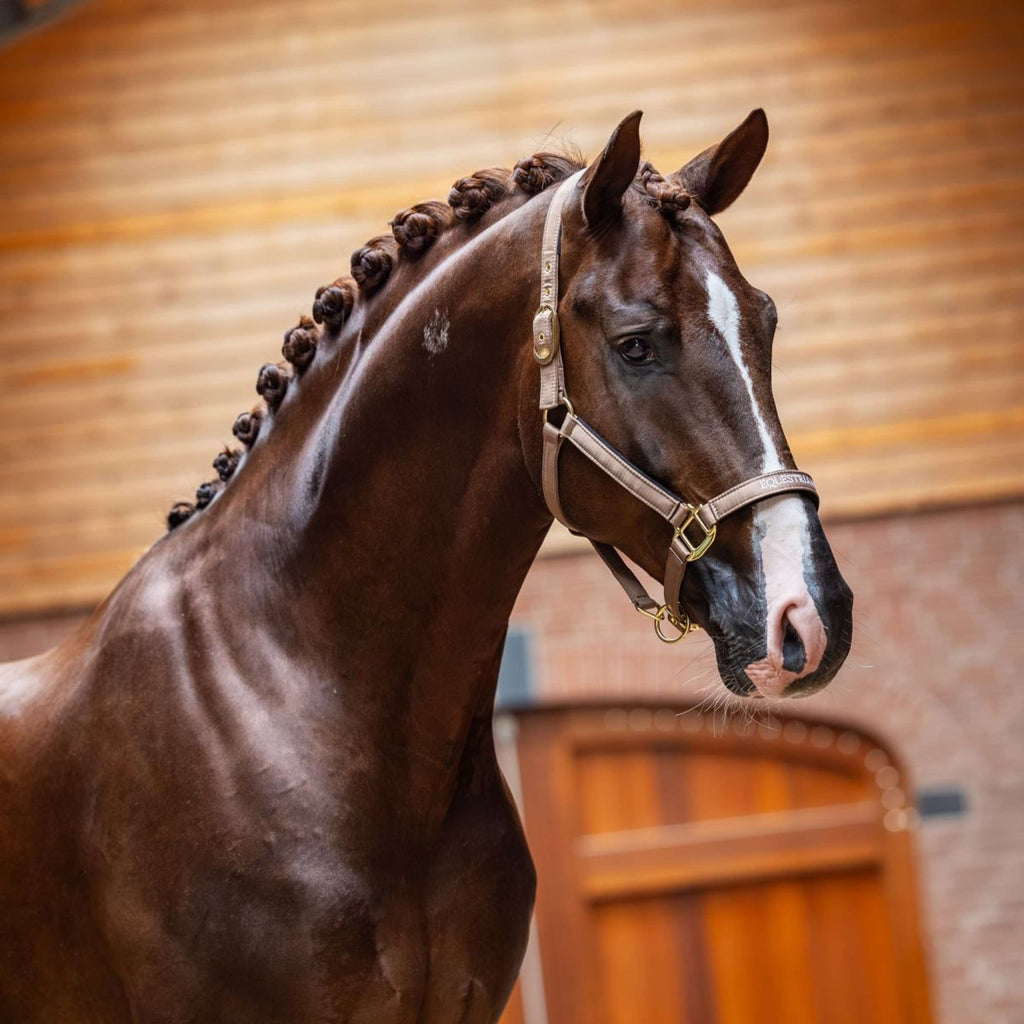 Equestrian Stockholm Cavezza Line Champagne