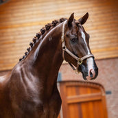 Equestrian Stockholm Cavezza Line Champagne