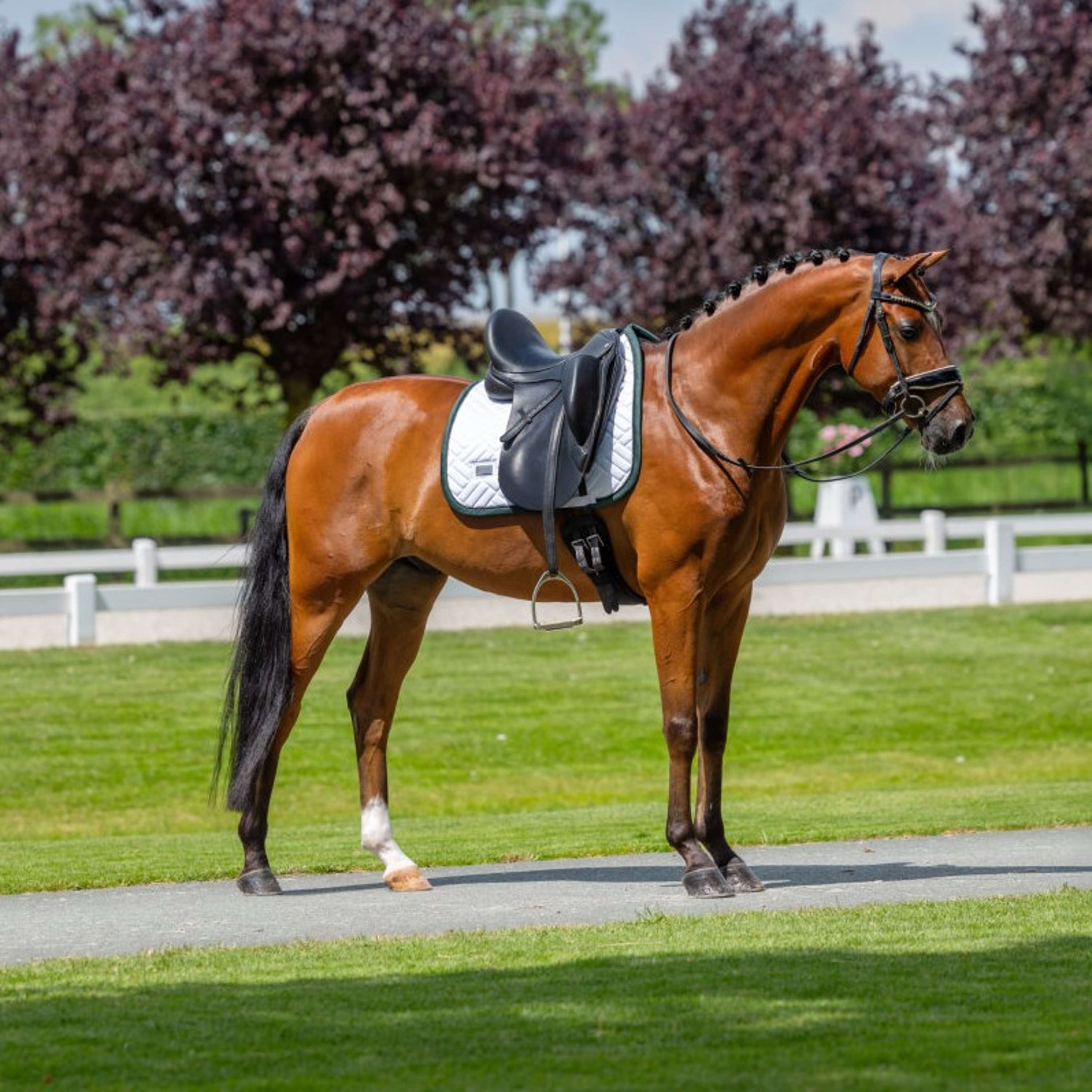Equestrian Stockholm Sottosella Modern Dressage Bianco/Sycamore Green