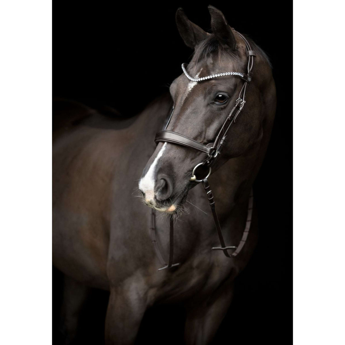 Catago Frontalino Gentle