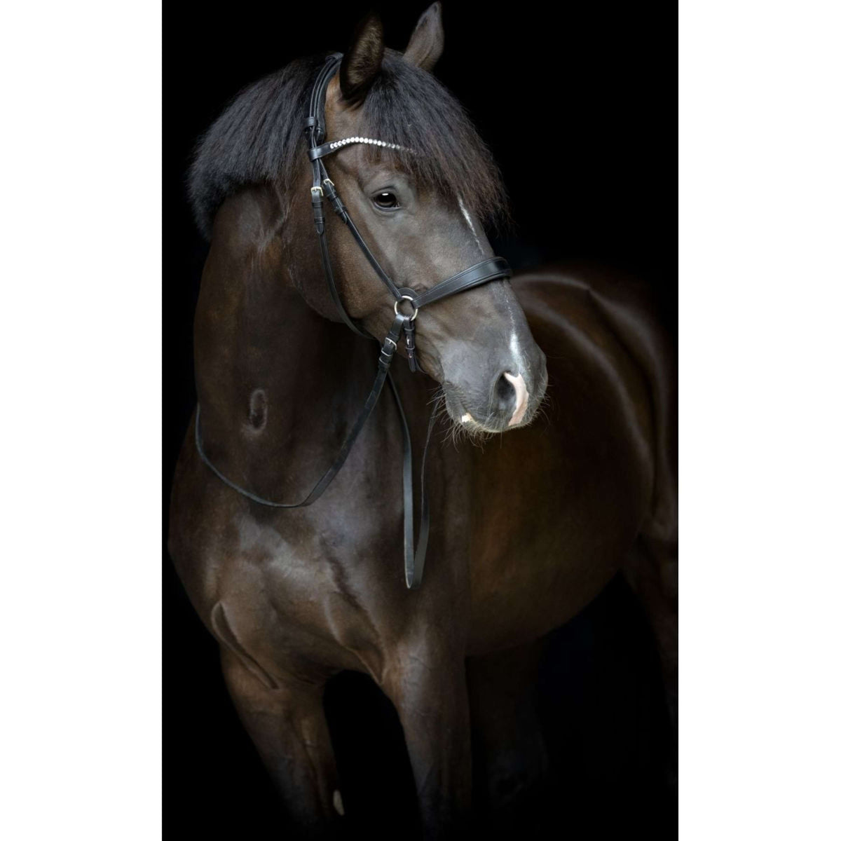 Catago Cinghia per Mento Gentle