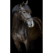 Catago Frontalino Gentle