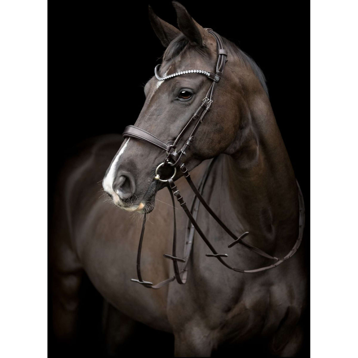 Catago Pezzo di Testa Gentle