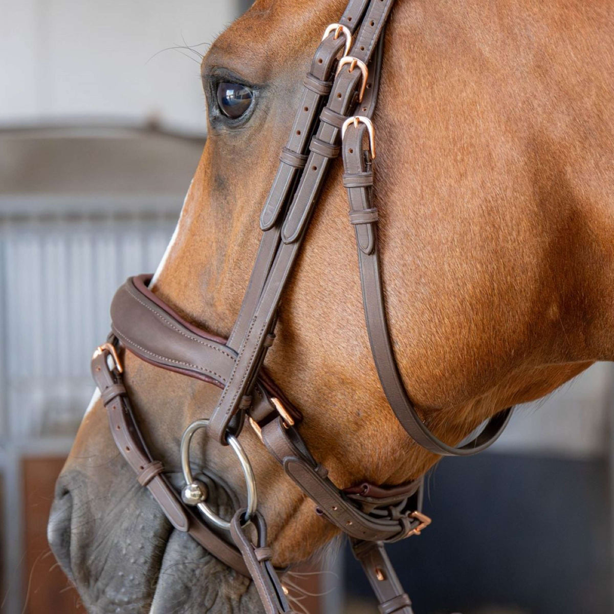 Harry's Horse Briglia Bombastic Crystals Marrone