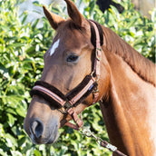 Harry's Horse Set Cavezza Soft Mocha-Bisque