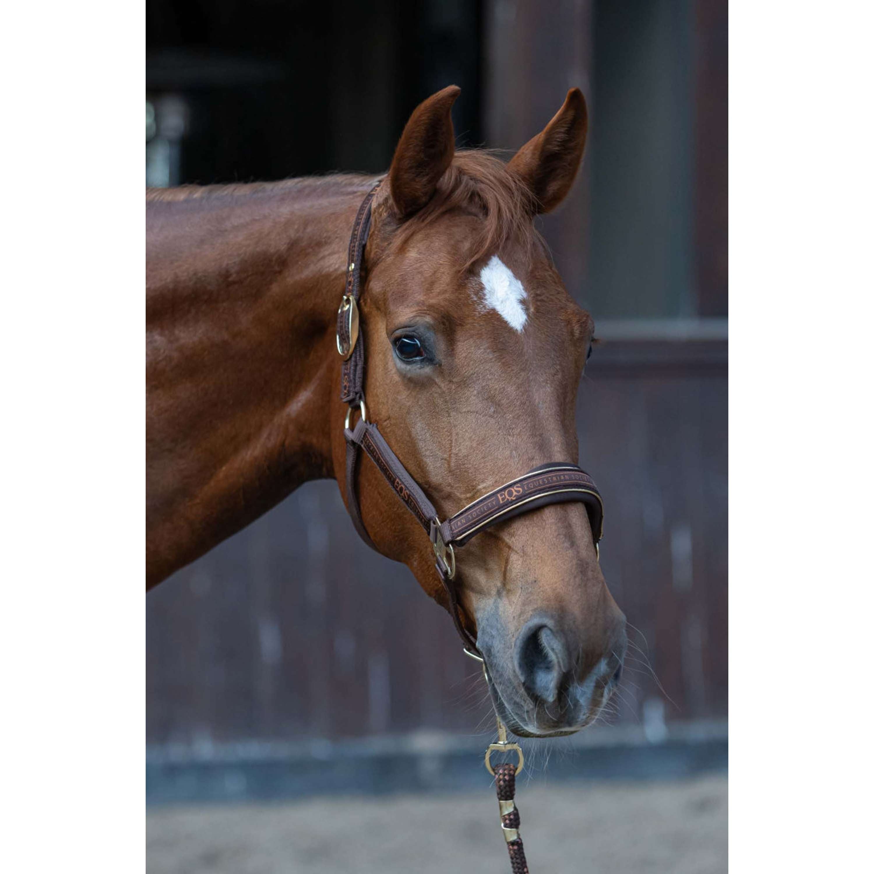 Harry's Horse Set Cavezza EQS Bracken