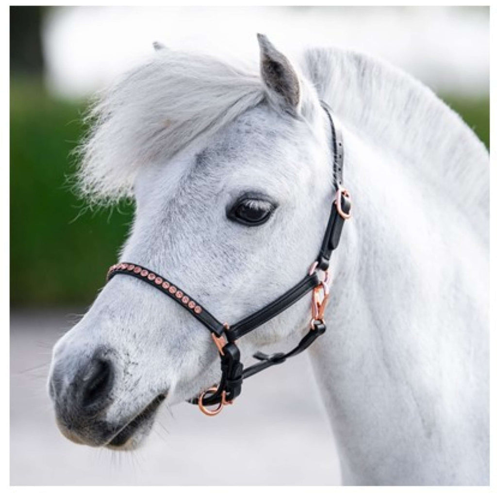 Harry's Horse Cavezza Crystal Nero/Oro rosa