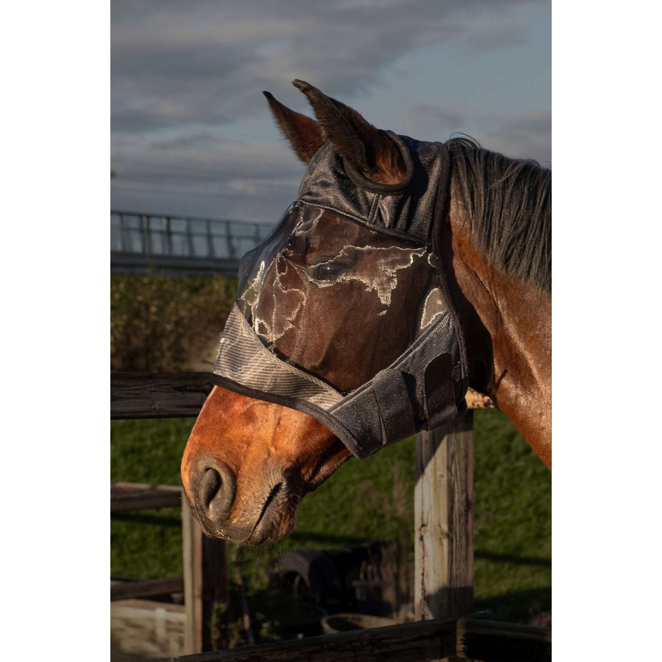 Harry's Horse Maschera Antimosche Flyshield Senza orecchie Nero Harry's Horse Maschera Antimosche Flyshield Senza orecchie Nero