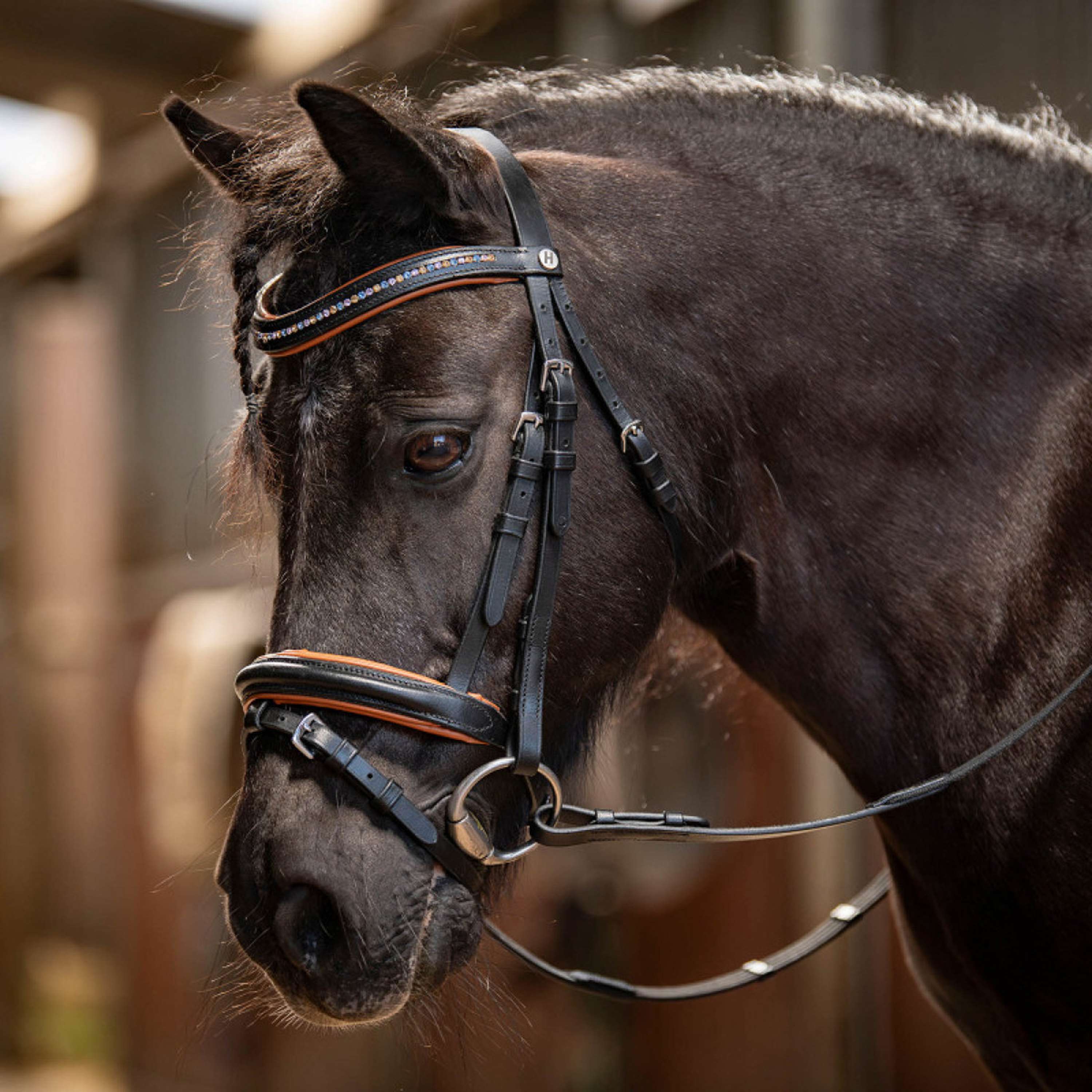 Harry's Horse Briglia STOUT! Maverick Nero