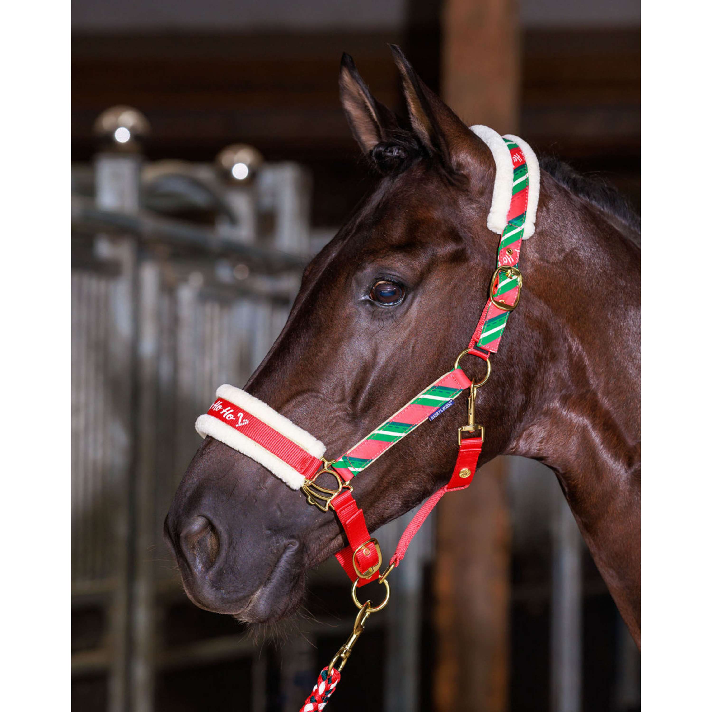 Harry's Horse Set capezza e cuffietta Christmas '26 Rosso