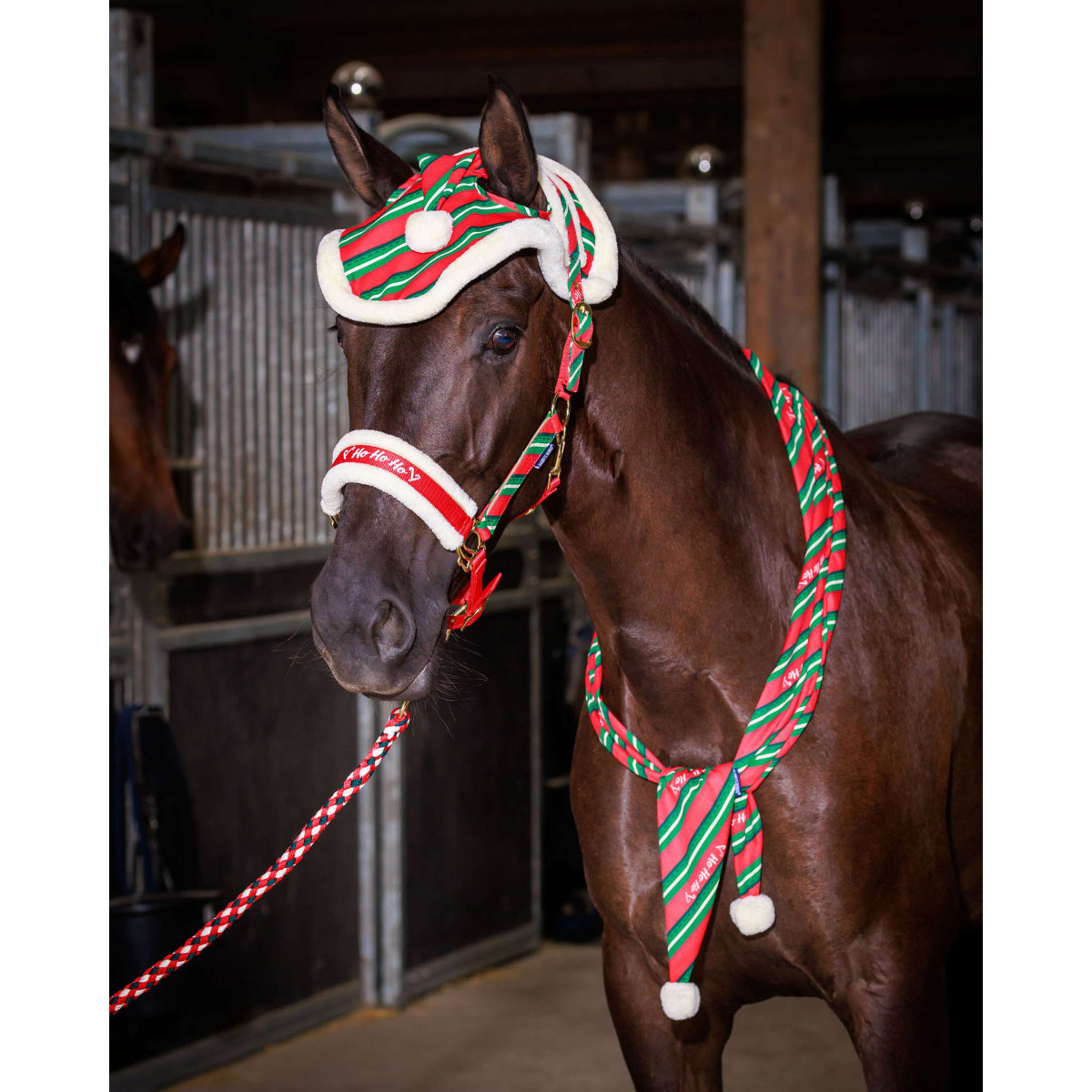Harry's Horse Set capezza e cuffietta Christmas '26 Rosso