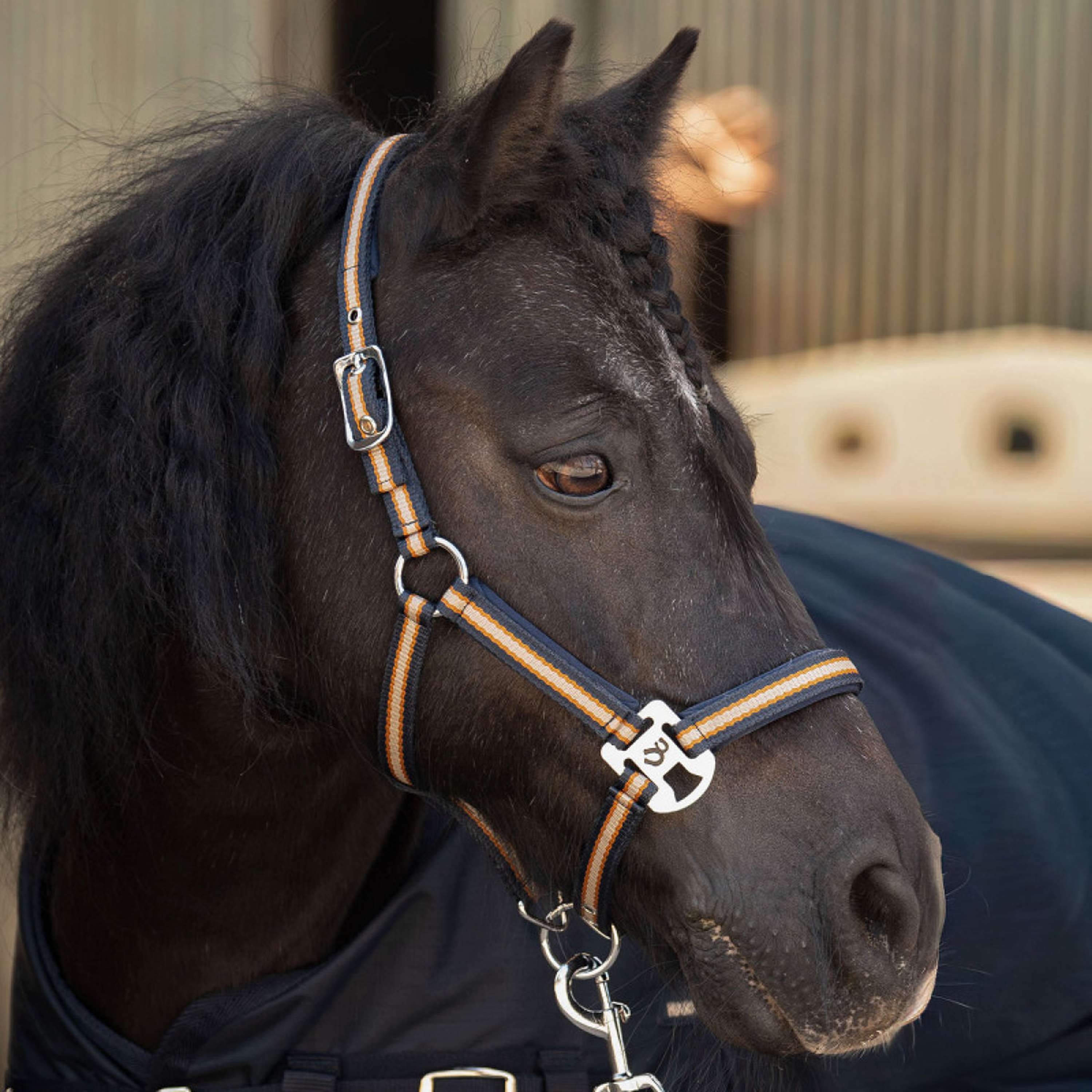 Harry's Horse Set Cavezza STOUT! Maverick Total Eclipse