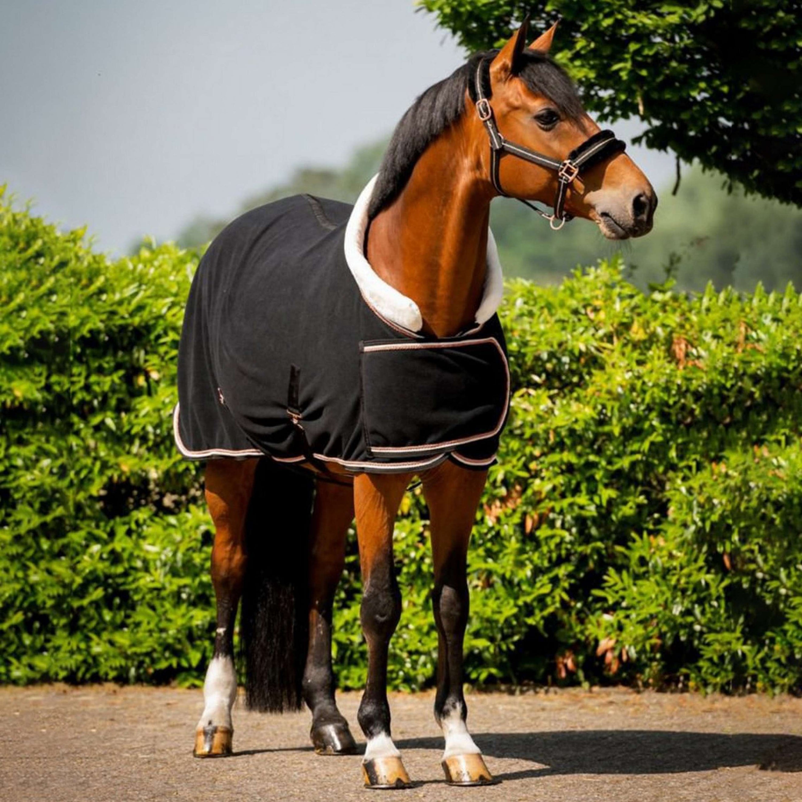 HB Coperta da esposizione Dutch Crown Europe Rose Nero
