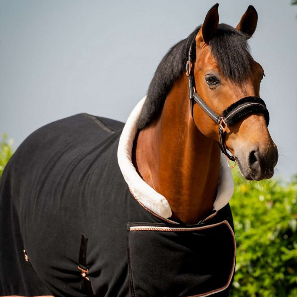 HB Coperta da esposizione Dutch Crown Europe Rose Nero