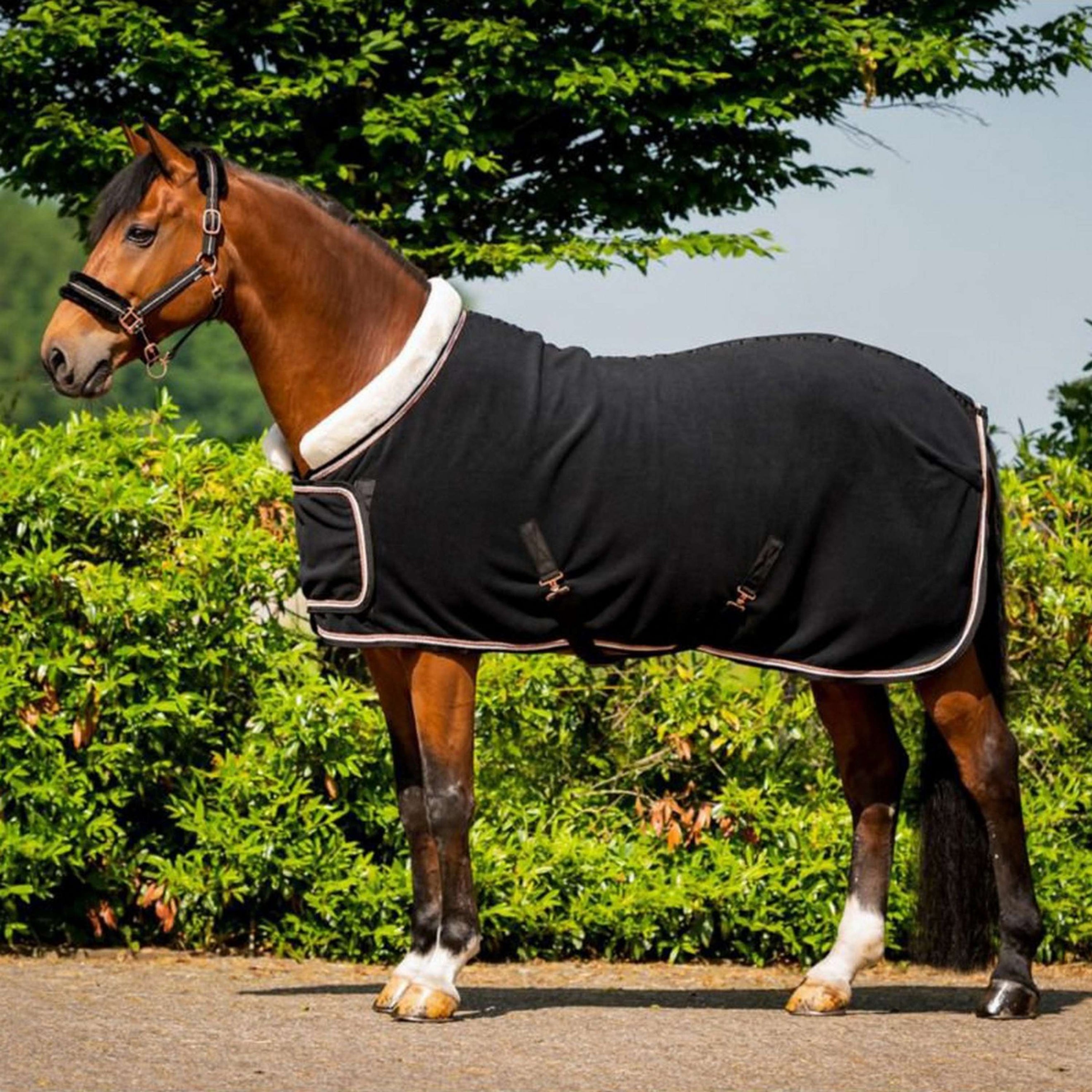 HB Coperta da esposizione Dutch Crown Europe Rose Nero