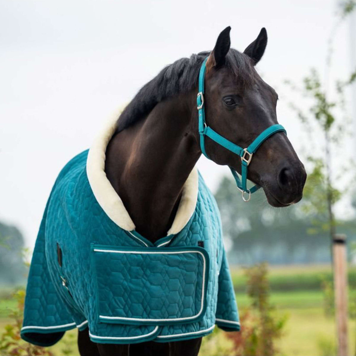 HB Ruitersport Coperta da esposizione Tropical Smaragd Green