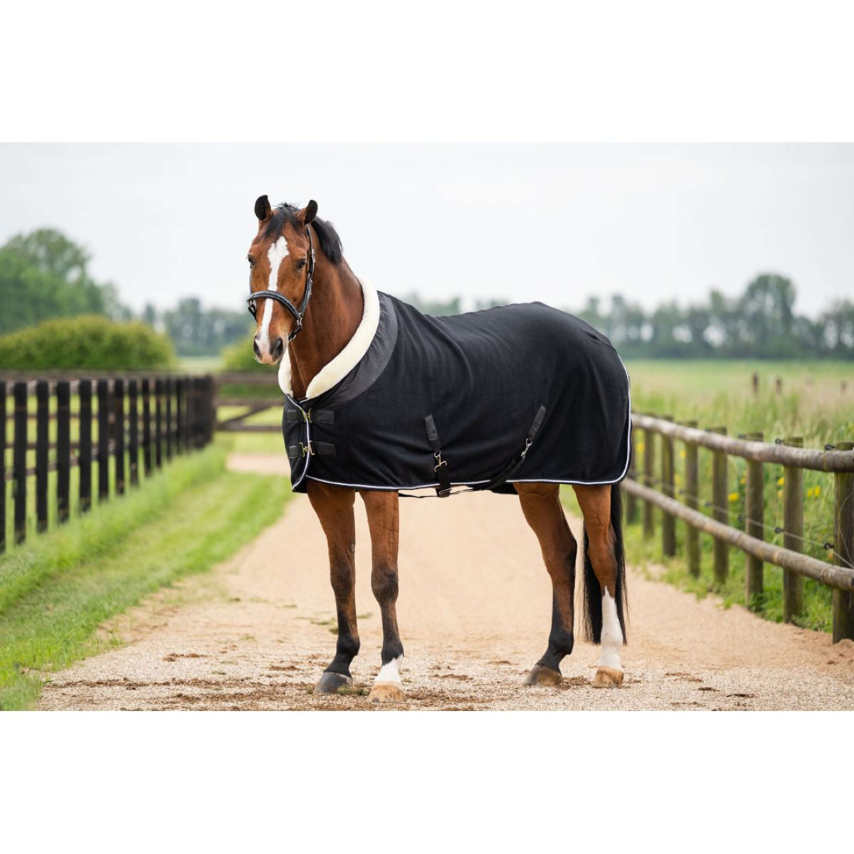 HB Ruitersport Coperta da esposizione Crown Nero