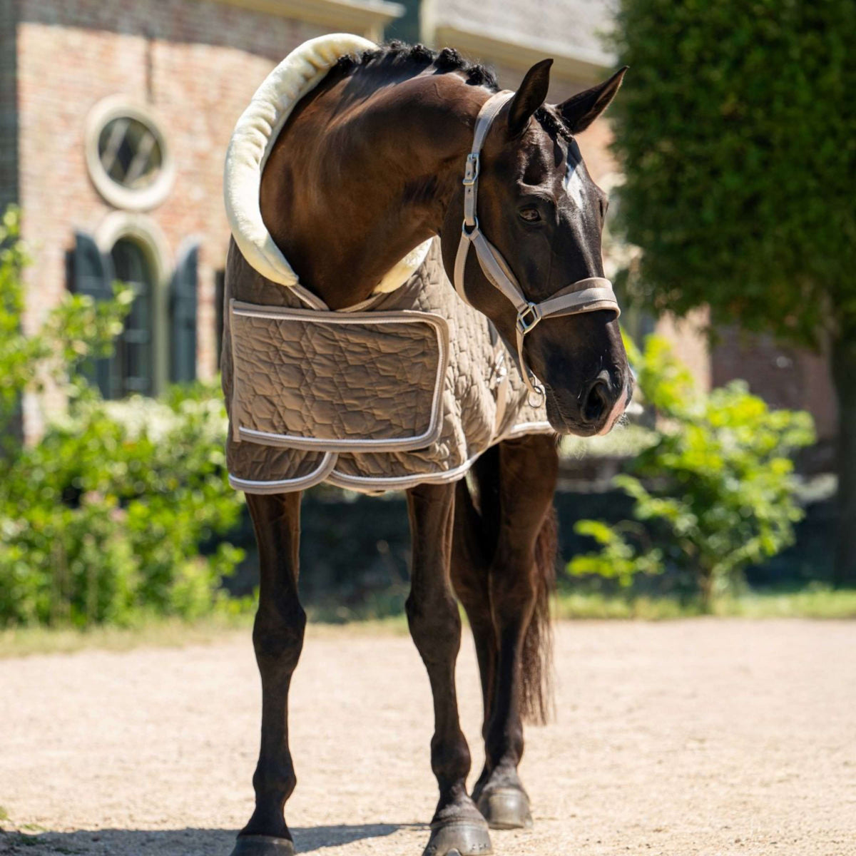 HB Ruitersport Coperta da esposizione Special Peach Taupe