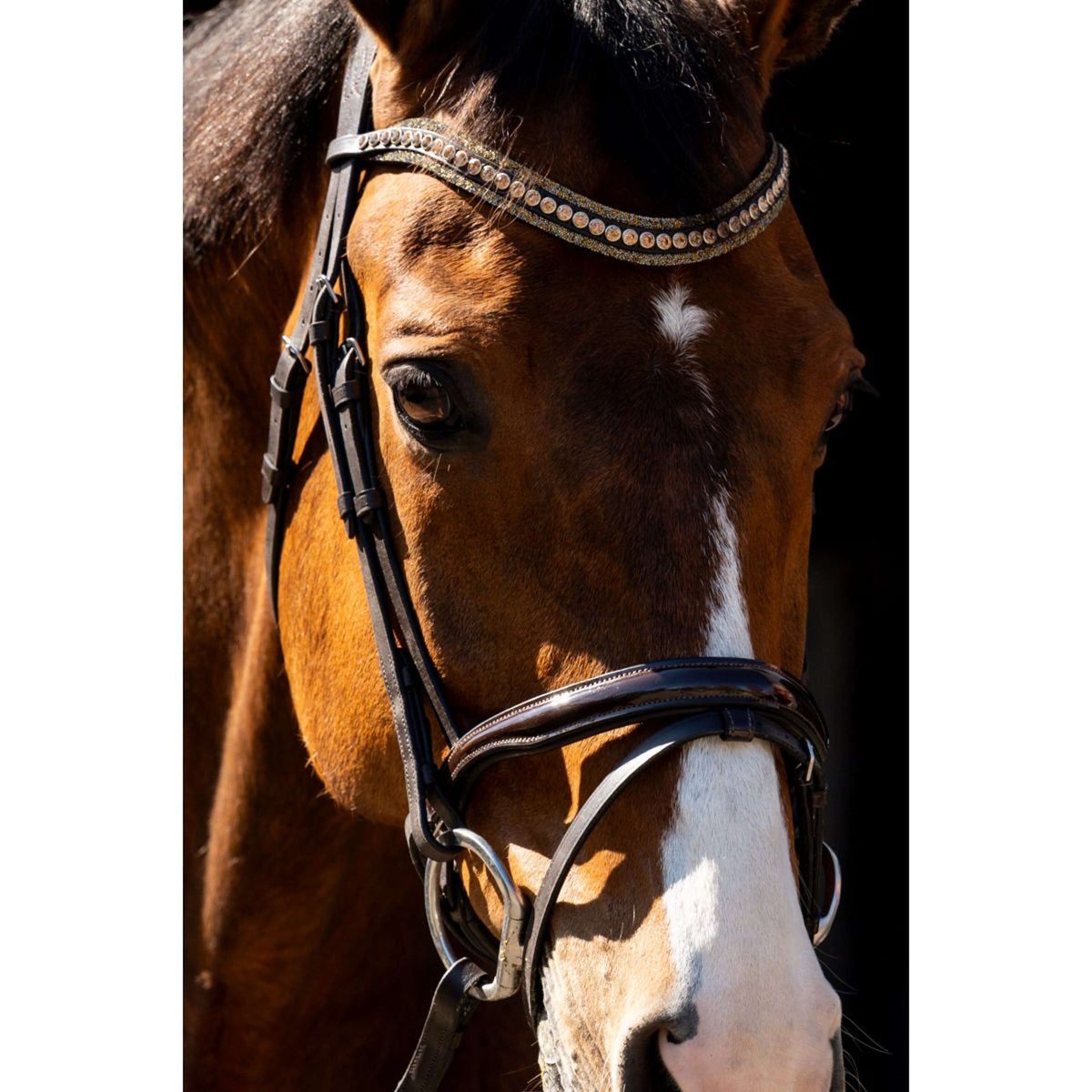 HB Briglia Jump Marrone