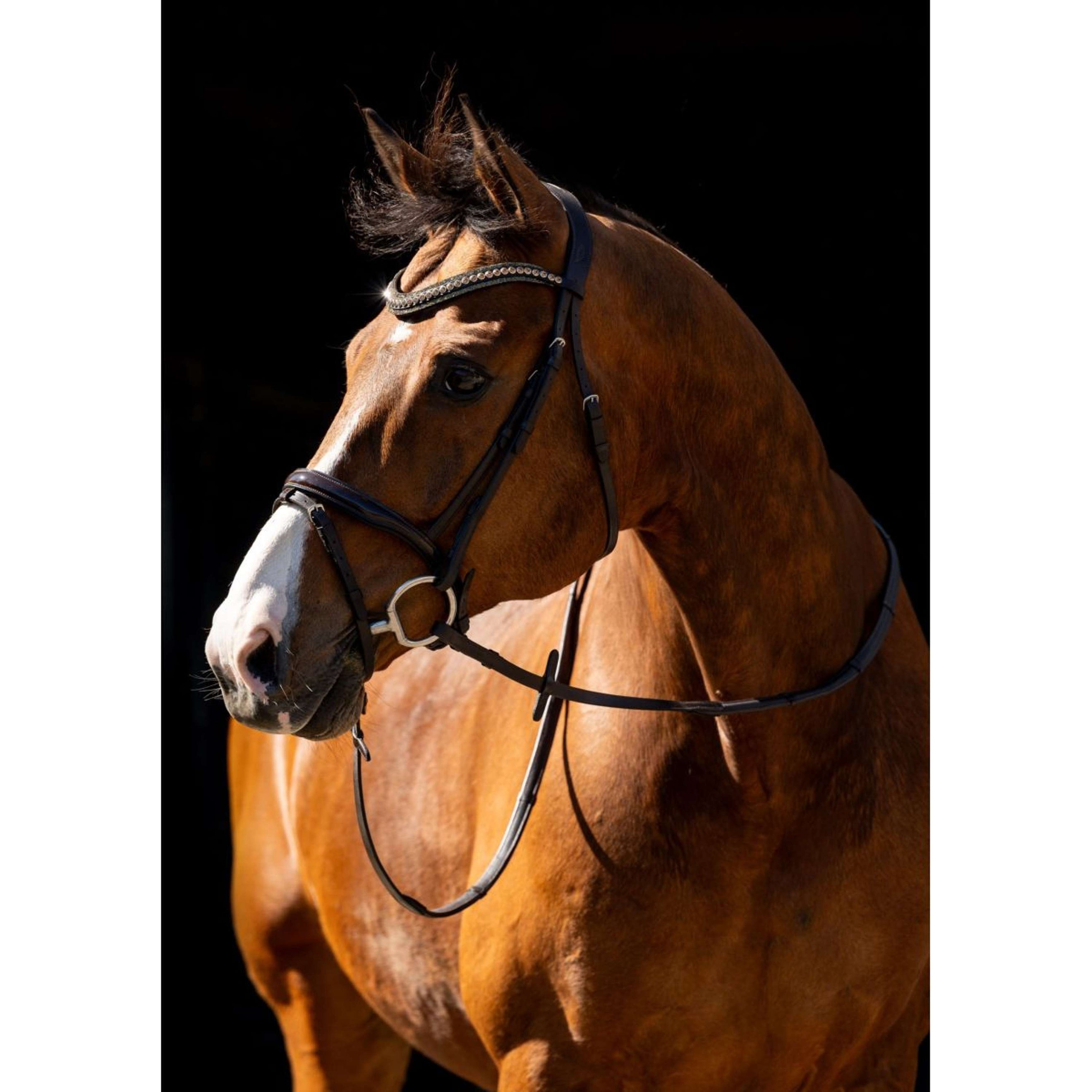 HB Briglia Jump Marrone HB Briglia Jump Marrone