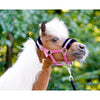 HB Cavezza Sunny Flower Fuchsia