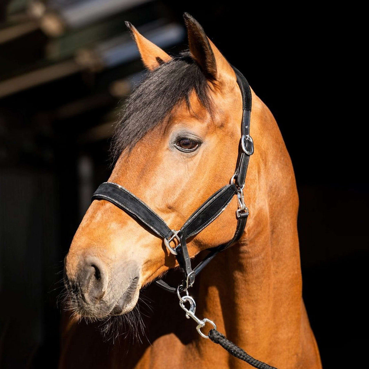 HB Capezzina Wisconsin Nero Argento