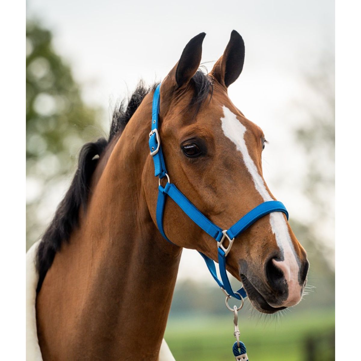 HB Set Cavezza Tropical Velvet Turkish Blue