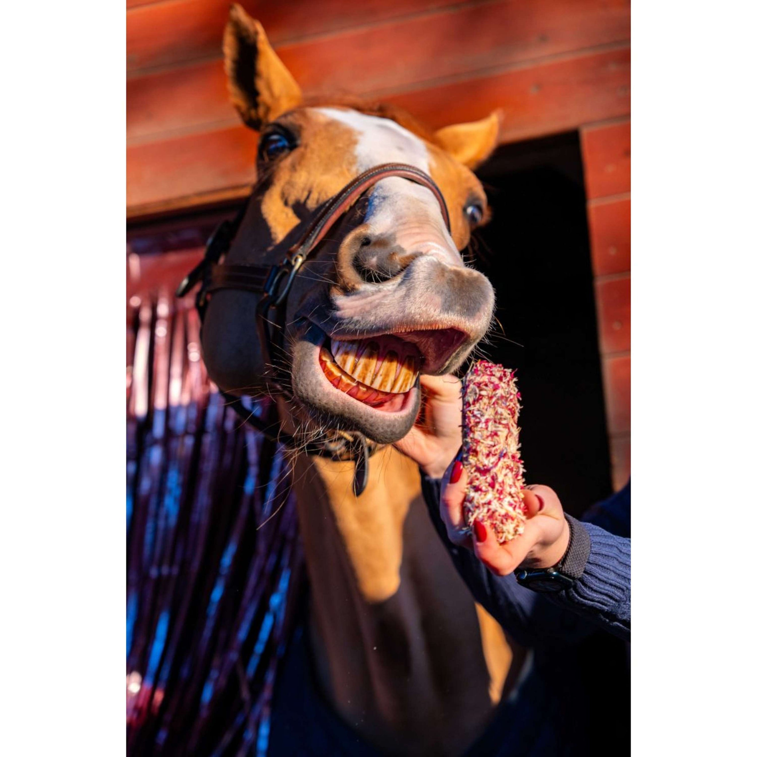 Candy Horse Love Biscotti Cornflower Eclair Candy Horse Love Biscotti Cornflower Eclair