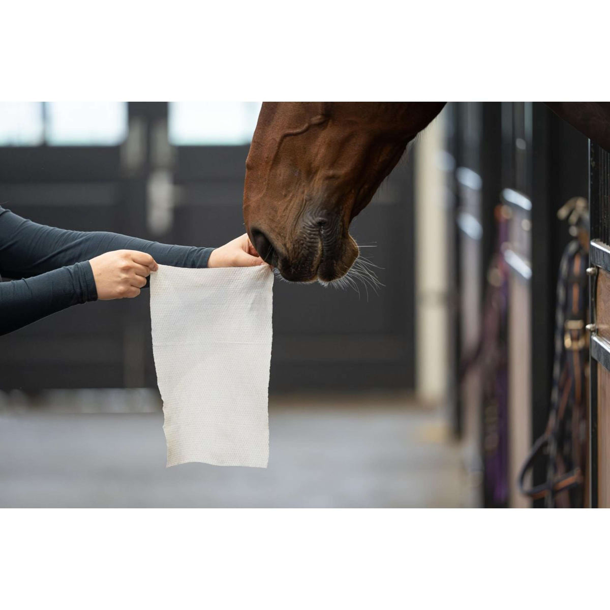 HB HorseWipes Natural Clean Bianco