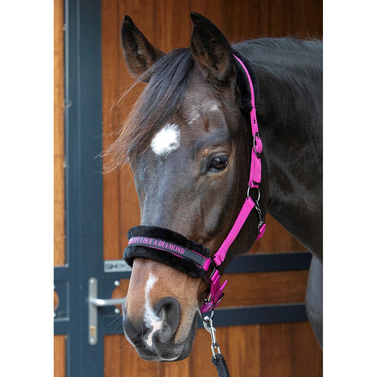 Citazioni dal testo di Harry's Horse Halter Fuchsia