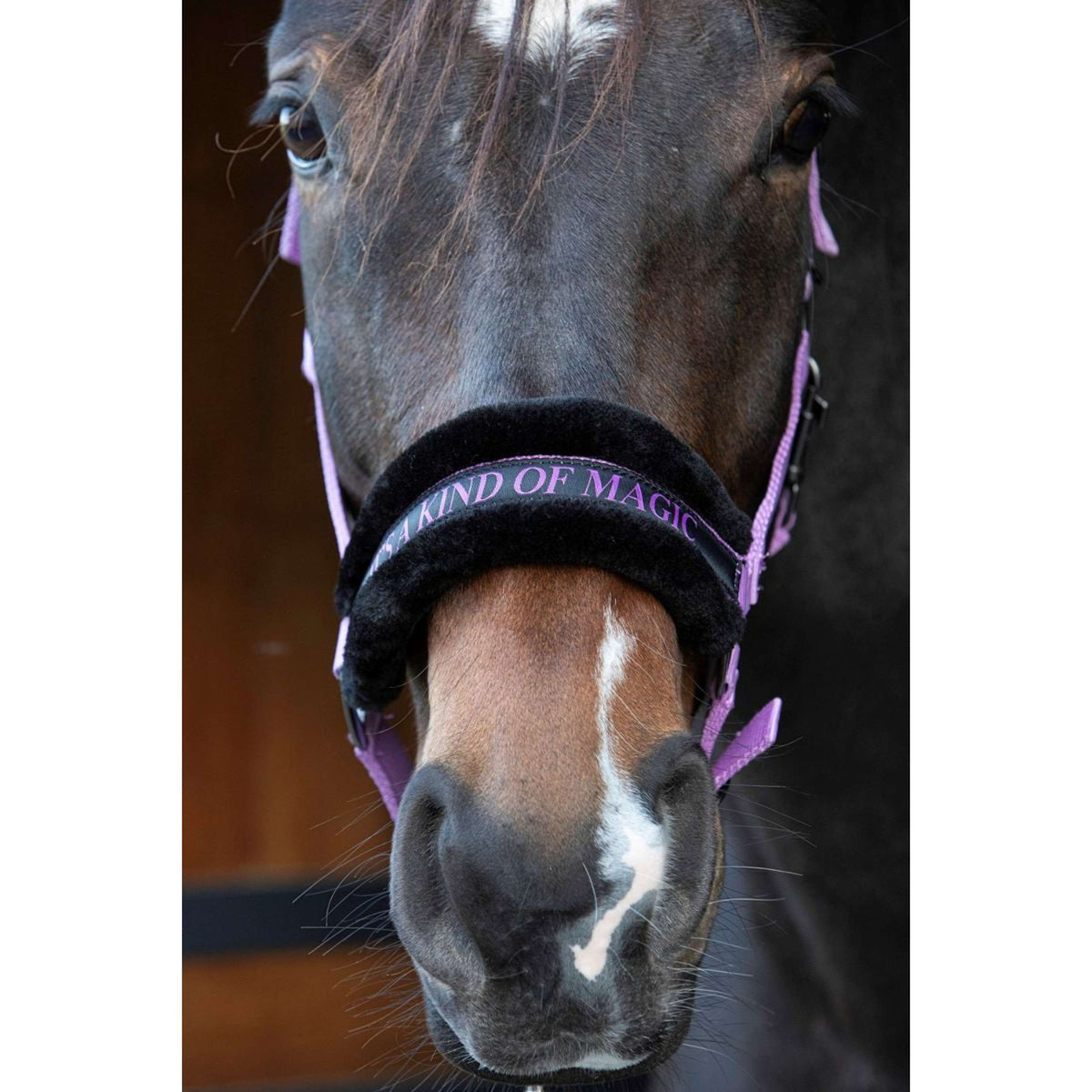 Citazioni dal testo di Harry's Horse Halter Lilla