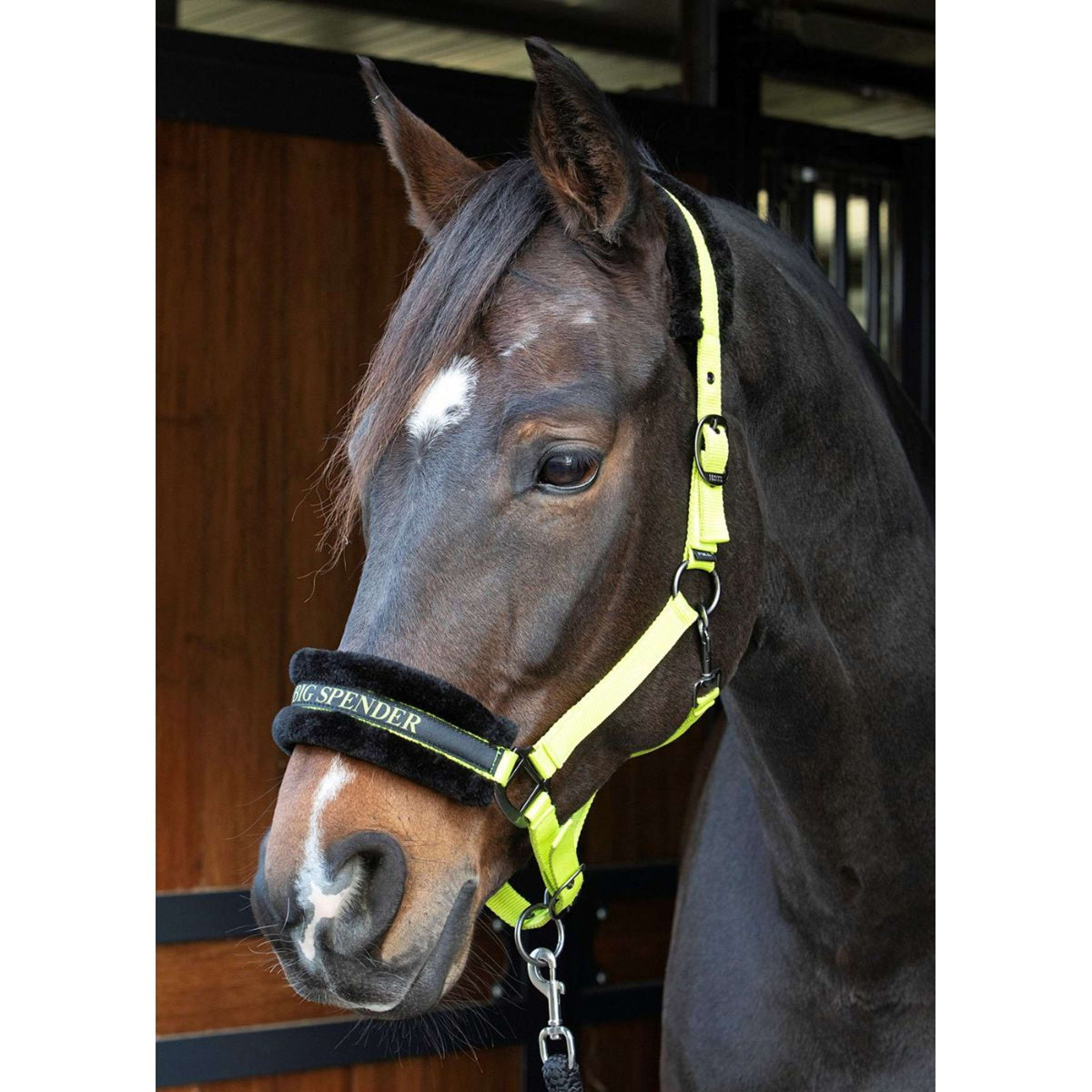 Citazioni dal testo di Harry's Horse Halter Lime