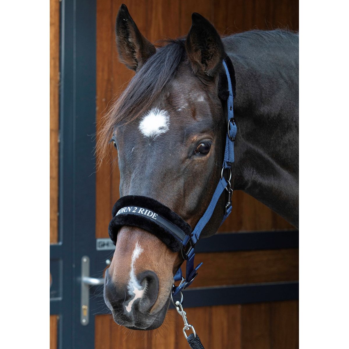 Citazioni dal testo di Harry's Horse Halter Navy