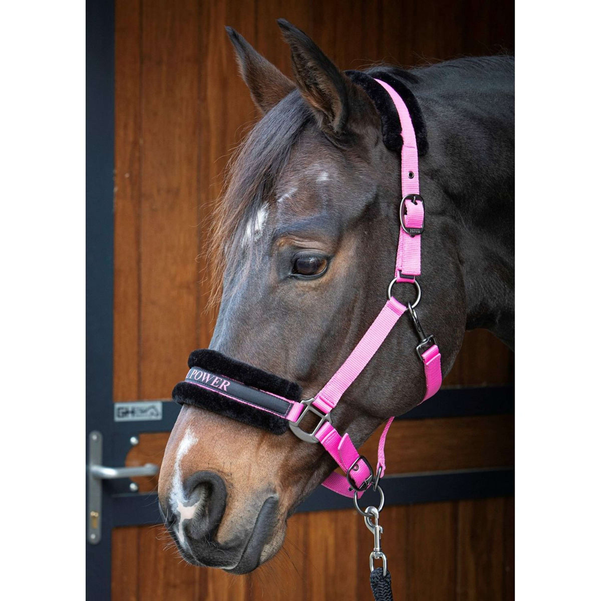 Citazioni dal testo di Harry's Horse Halter Rosa