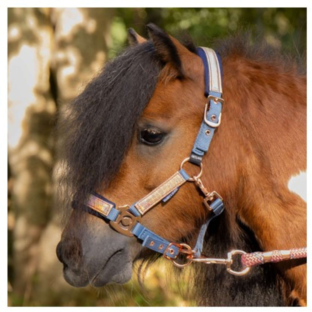 Harry's Horse Set Cavezza Diva Mauvewood Faded-Denim