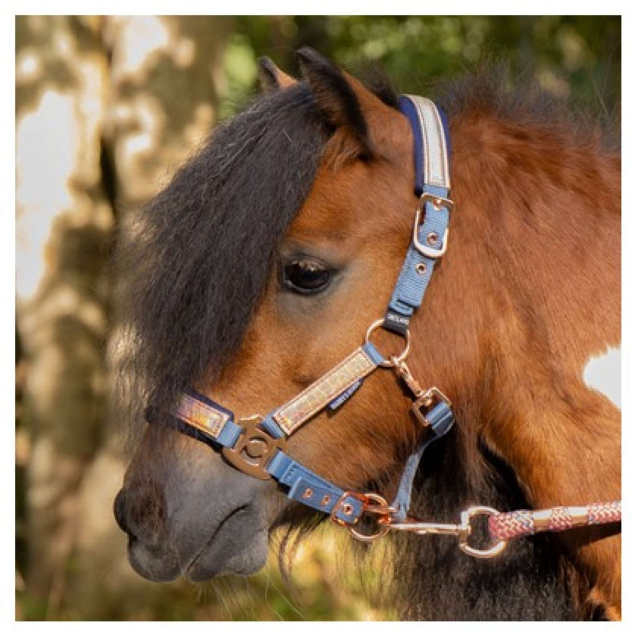 Harry's Horse Set Cavezza Diva Mauvewood Faded-Denim
