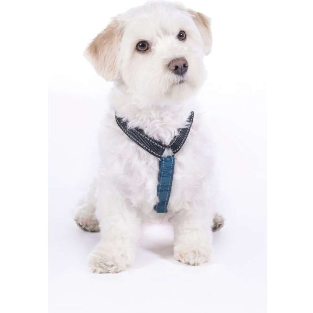 HKM Pettorina per Cane Blu scuro/Petrolio