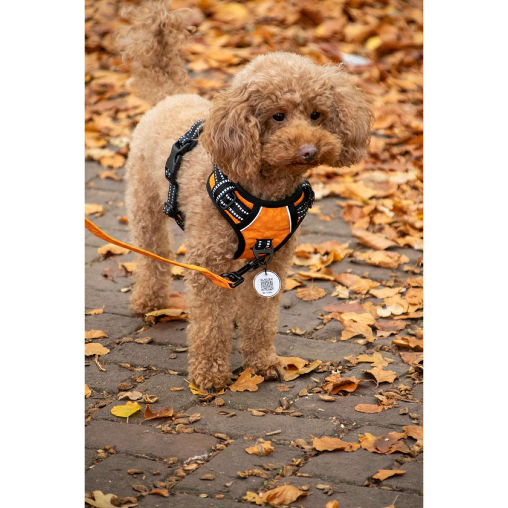 Spotted Pro! Pettorina per Cane Antracite