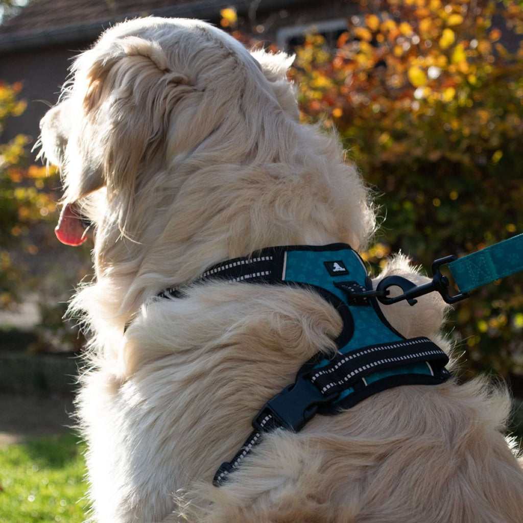 Spotted Pro! Pettorina per Cane Antracite