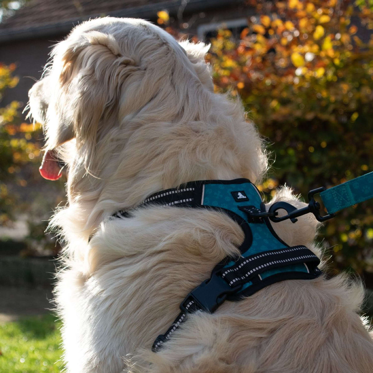 Spotted Pro! Pettorina per Cane Verde