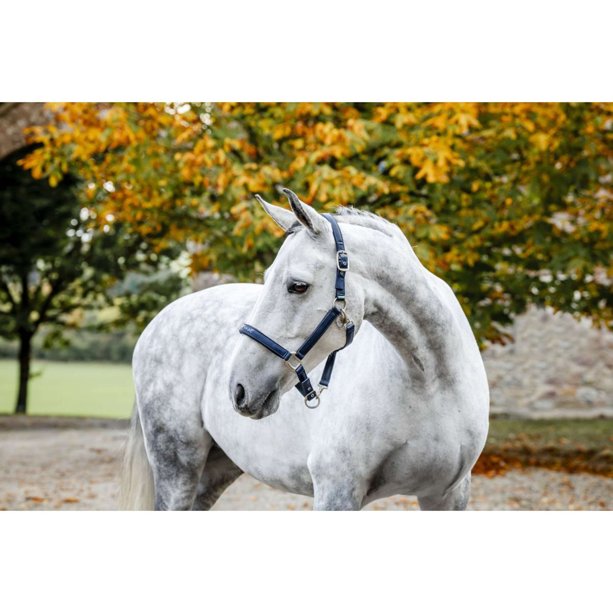Horseware Cavezza Grooming Navy